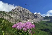 88 Pigamo colombino (Thalictrum aquilegifolium) per la Corna Piana